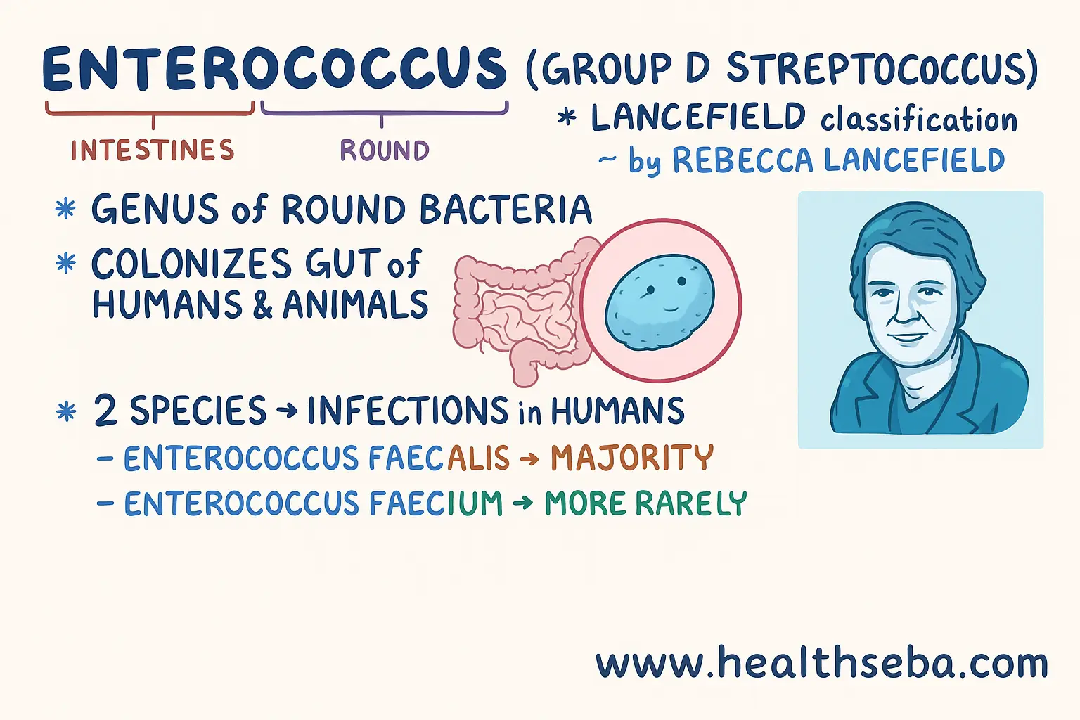 Enterococcus bacteria illustration showing its role in the human gut and infections