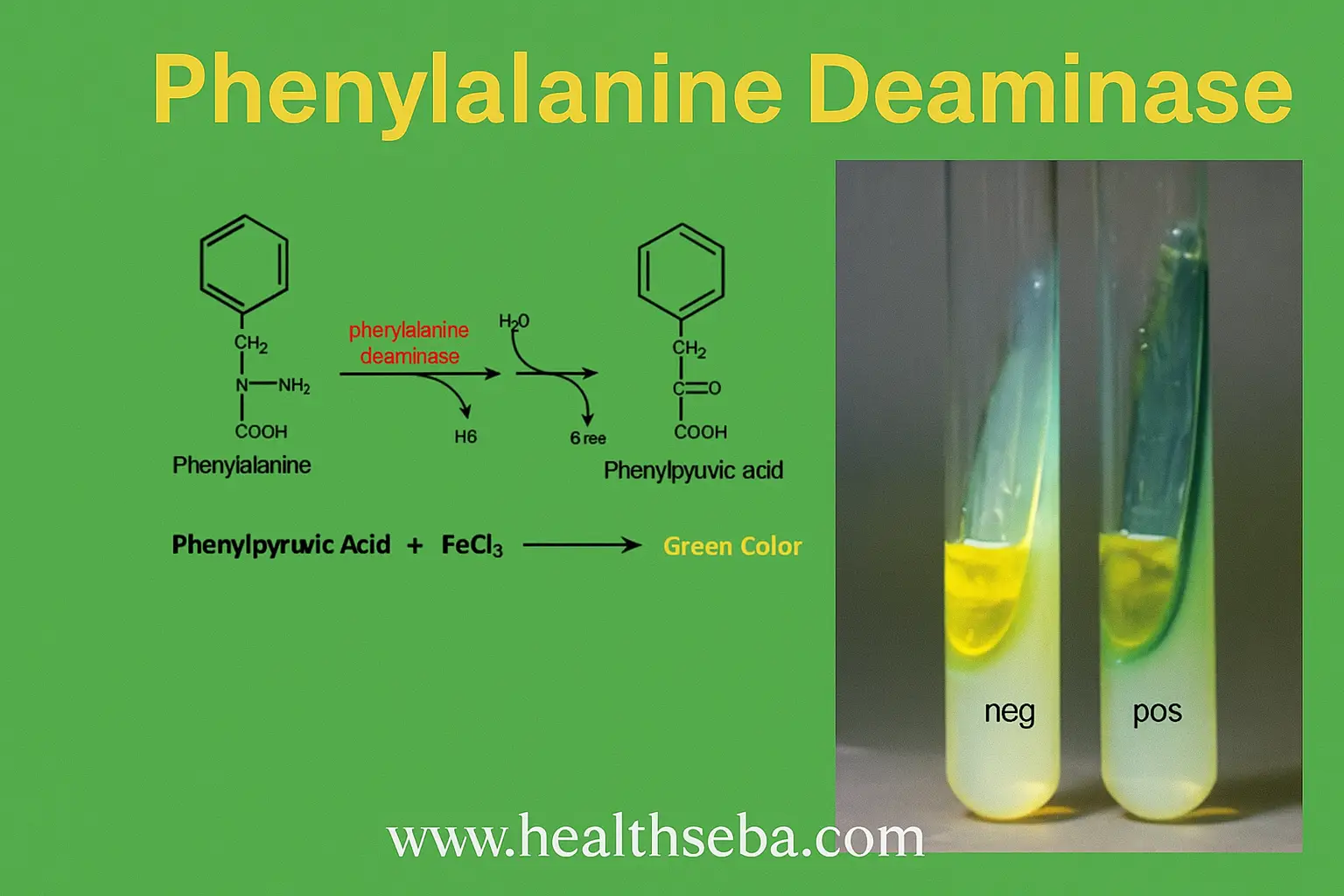 Phenylalanine Deaminase test showing positive and negative