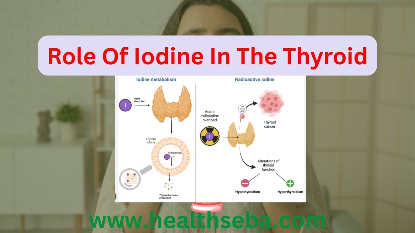 Role of iodine in the thyroid showing how iodine supports hormone production and thyroid function