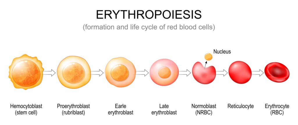 Erythropoiesis
