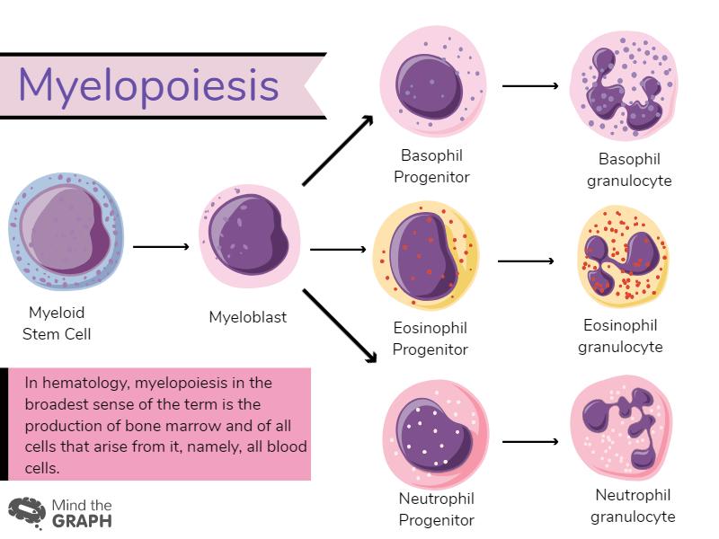 myelopoiesis